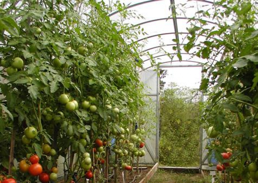 Принцип сезонности и частное выращивание: аналитическое исследование рынка овощей открытого грунта